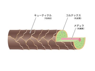 髪の内部図