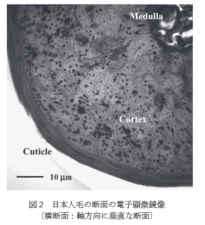 健康な髪の断面図