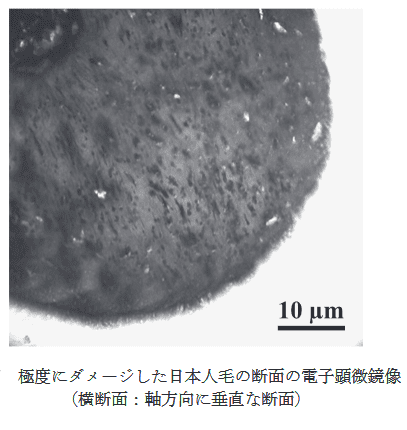 傷んだ髪の断面図