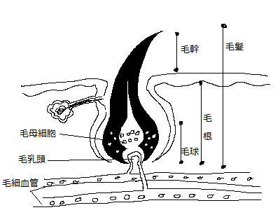 髪と頭皮の構造