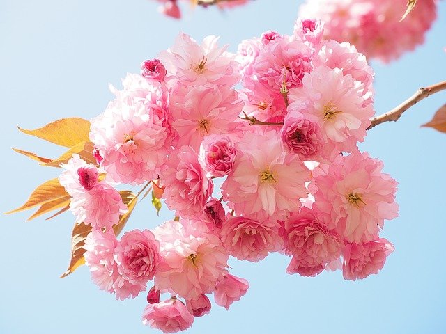 八重桜